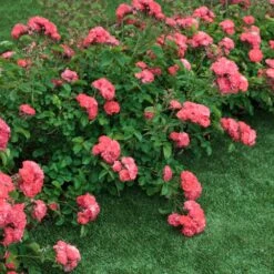 Coral Drift® Rose 7 Coral Drift® Rose -Geen Shop Coral Drift Rose 2 FGT