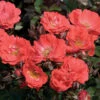 Coral Drift® Rose -Geen Shop Coral Drift Rose BB 600x600 d1a3a614 9347 4dee b250 bf48ce758998