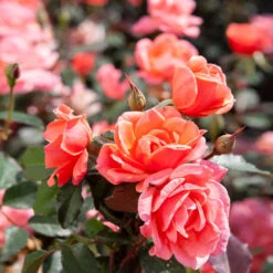 Coral Knock Out® Rose Shrub -Geen Shop Coral Knockout Rose 2 BB