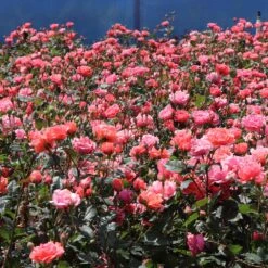 Coral Knock Out® Rose Shrub -Geen Shop Coral Knockout Rose 3 BB