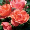 Coral Knock Out® Rose Shrub 1 Coral Knock Out® Rose Shrub -Geen Shop Coral Knockout Rose BB 600x600 7c5ab405 4427 4606 9112 bc4c9cef2359