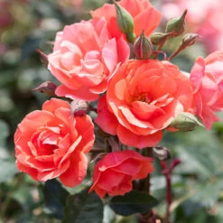 Coral Knock Out® Rose Tree -Geen Shop Coral Knockout Rose Tree 1