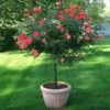 Coral Knock Out® Rose Tree 2 Coral Knock Out® Rose Tree -Geen Shop Coral Knockout Rose Tree 600x600 7007a4bc 76b2 475a 907d 81ae705c3b75
