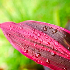 Hawaiian Ti Plant -Geen Shop Cordyline Ti tree 5