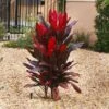Hawaiian Ti Plant 1 Hawaiian Ti Plant -Geen Shop Cordyline Ti tree BB 600x600 8176c3ff 8610 44a2 a3bb b7462f64e753