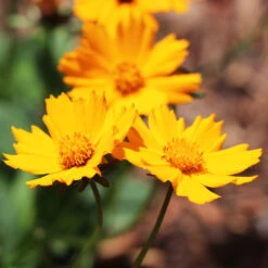 Nana Coreopsis (Tickseed) Plant 7 Nana Coreopsis (Tickseed) Plant -Geen Shop Coreopsis Nana 4 BB