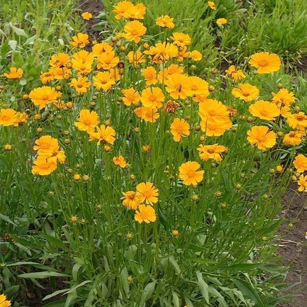 Nana Coreopsis (Tickseed) Plant 3 Nana Coreopsis (Tickseed) Plant