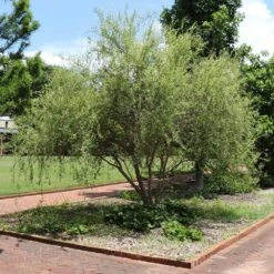 Corkscrew Willow Tree -Geen Shop Corkscrew Willow 1