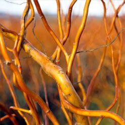 Corkscrew Willow Tree -Geen Shop Corkscrew Willow 1 BB