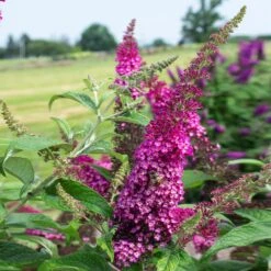 CranRazz™ Butterfly Bush (Tree Form) 9 CranRazz™ Butterfly Bush (Tree Form) -Geen Shop Cran Ras Butterfly Bush 3