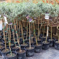 True Blue Butterfly Bush (Tree Form) 11 True Blue Butterfly Bush (Tree Form) -Geen Shop Cran Ras Butterfly Bush 4 1195c2bd 6061 4cbd 990f ebc3aae8c476