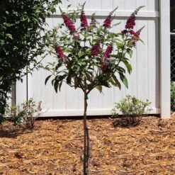 CranRazz™ Butterfly Bush (Tree Form) 8 CranRazz™ Butterfly Bush (Tree Form) -Geen Shop Cran Ras Butterfly Bush 5