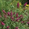 CranRazz™ Butterfly Bush (Tree Form) -Geen Shop Cran Ras Butterfly Bush BB 600x600 3bb7cf92 15a5 422d bbdb 82e40b4c3b58