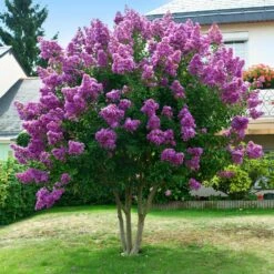 Twilight Crape Myrtle Tree -Geen Shop Crape Myrtle Twilight 5 BB