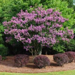 Twilight Crape Myrtle Tree -Geen Shop Crape Myrtle Twilight 9