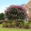 Twilight Crape Myrtle Tree -Geen Shop Crape Myrtle Twilight BB 600x600 3af4fe23 8c08 4d98 99ae e219cb65525c