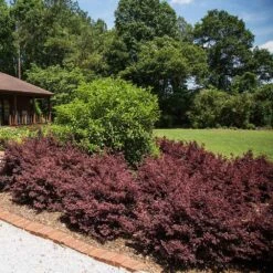 Crimson Fire™ Loropetalum -Geen Shop Crimson Fire Loropetalum 3