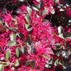 Crimson Fire™ Loropetalum -Geen Shop Crimson Fire Loropetalum 4