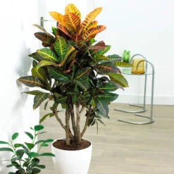 Sunset Hues House Plant Kit 15 Sunset Hues House Plant Kit -Geen Shop Croton Petra 3 BB ff67a4a1 1b61 45e0 ab99 26fa1a8df015