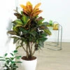 Croton Plant -Geen Shop Croton Petra BB 600x600 43e3de93 be7f 42b5 af06 65113a548278