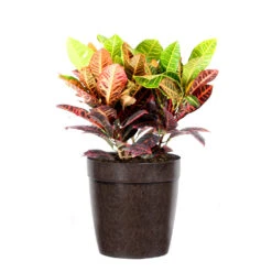 Croton Plant 16 Croton Plant -Geen Shop Croton Petra Delilah Brown Pot