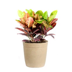Croton Plant 17 Croton Plant -Geen Shop Croton Petra Delilah Tan Pot