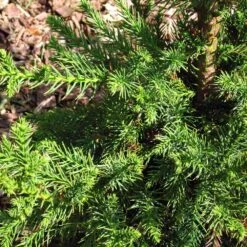 Black Dragon Cryptomeria 8 Black Dragon Cryptomeria -Geen Shop Cryptomeria Black Dragon 3