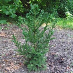 Black Dragon Cryptomeria 9 Black Dragon Cryptomeria -Geen Shop Cryptomeria Black Dragon 4