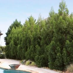 Cryptomeria Radicans Tree 13 Cryptomeria Radicans Tree -Geen Shop Cryptomeria Radicans 11 BBB