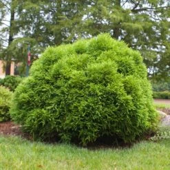 Cryptomeria 'Globosa Nana' 8 Cryptomeria 'Globosa Nana' -Geen Shop Cryptomeria Radicans 3