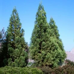 Cryptomeria Radicans Tree 10 Cryptomeria Radicans Tree -Geen Shop Cryptomeria Radicans 3 BB