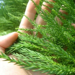 Cryptomeria Radicans Tree 11 Cryptomeria Radicans Tree -Geen Shop Cryptomeria Radicans 4 BB