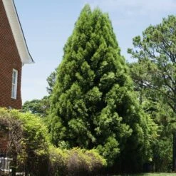 Cryptomeria Radicans Tree 12 Cryptomeria Radicans Tree -Geen Shop Cryptomeria Radicans 5