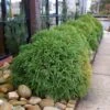 Cryptomeria 'Globosa Nana' 2 Cryptomeria 'Globosa Nana' -Geen Shop Cryptomeria Radicans BB 600x600 282e9bc7 9ef4 48b0 9092 d283a58d81e4