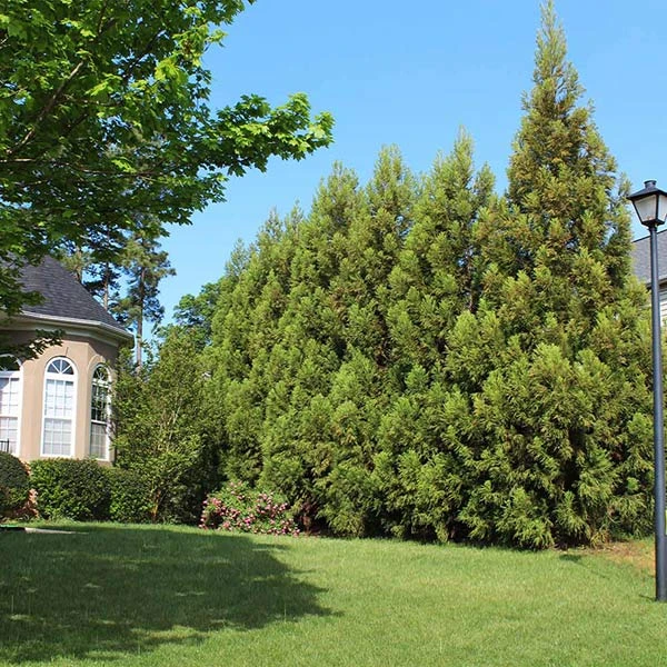 Cryptomeria Radicans Tree 3 Cryptomeria Radicans Tree