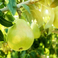 D'Anjou Pear Tree -Geen Shop DAnjou Pear 4 BB