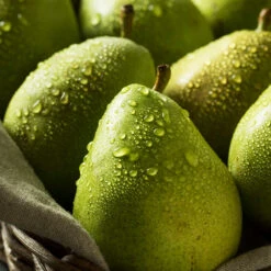 D'Anjou Pear Tree -Geen Shop DAnjou Pear 5 BB