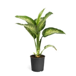 Tropic Snow Plant -Geen Shop DIF TRO3