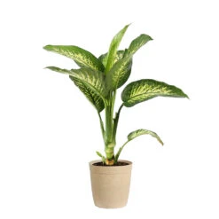 Tropic Snow Plant -Geen Shop DIF TRO3 BEIGEDELILAH