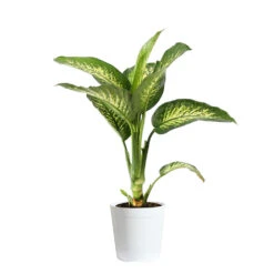 Tropic Snow Plant -Geen Shop DIF TRO3 WHITEDELILAH