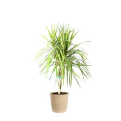 Braided Madagascar Dragon Tree 17 Braided Madagascar Dragon Tree -Geen Shop DRA MAD 12 3 beigedelilah