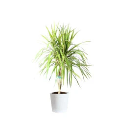 Braided Madagascar Dragon Tree 16 Braided Madagascar Dragon Tree -Geen Shop DRA MAD 12 3 whitedelilah