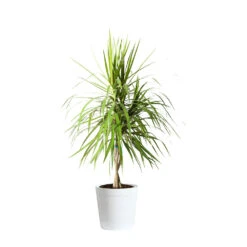 Braided Madagascar Dragon Tree 18 Braided Madagascar Dragon Tree -Geen Shop DRA MAD 23 3 whitedelilah