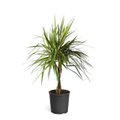 Braided Madagascar Dragon Tree 20 Braided Madagascar Dragon Tree -Geen Shop DRA MAD3