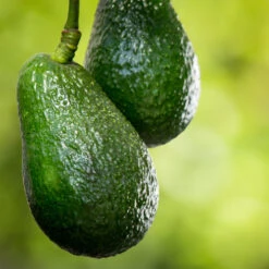 Condo™ Avocado Tree -Geen Shop Day Condo Avocado 6 BB