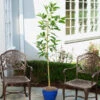 Condo™ Avocado Tree -Geen Shop Day Condo Avocado BB 600x600 5e5043fc 7fce 4b75 8e75 810bb46c61e3