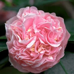 Debutante Camellia Shrub -Geen Shop Debutante Camellia 5 BB