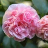 Debutante Camellia Shrub 1 Debutante Camellia Shrub -Geen Shop Debutante Camellia BB 600x600 ce989ac6 4a87 4b3e ada5 afc584274c85