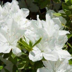 Delaware Valley White Azalea Shrub -Geen Shop Delaware Valley Azalea 1