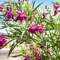 Bubba Jones Desert Willow -Geen Shop Desert WIllow Bubba Jones 1